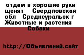 отдам в хорошие руки щенят  - Свердловская обл., Среднеуральск г. Животные и растения » Собаки   